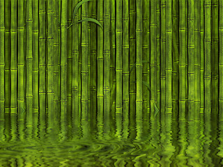 Image showing bamboo forest