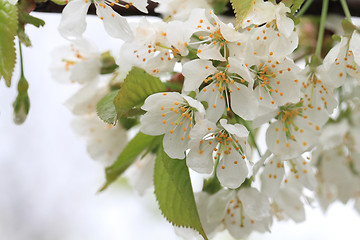 Image showing cherries flowers background