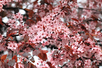 Image showing cherries flowers background