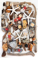 Image showing Driftwood and Seashell Beauty