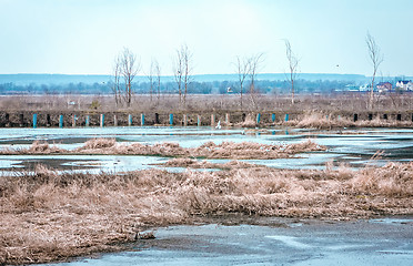 Image showing Gulls At Frozen Water In The Field