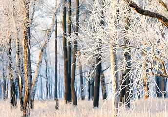 Image showing Morning Snow Winter Forest