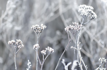 Image showing Hoarfrost On The Plants In Winter Field