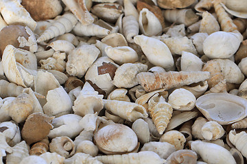 Image showing shell fosils texture