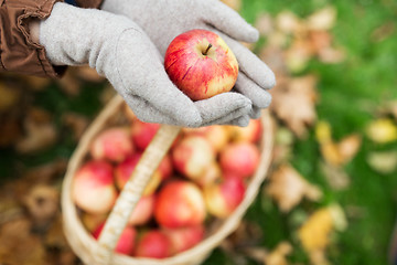 Image showing woman with basket of apples at autumn garden