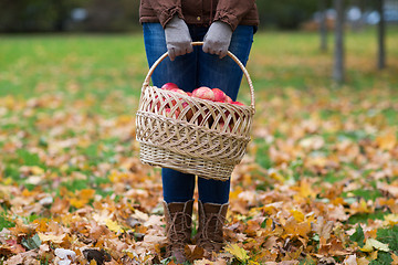 Image showing woman with basket of apples at autumn garden