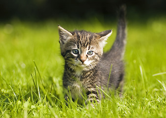 Image showing kitten