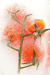 Image showing Tomatoes in ice