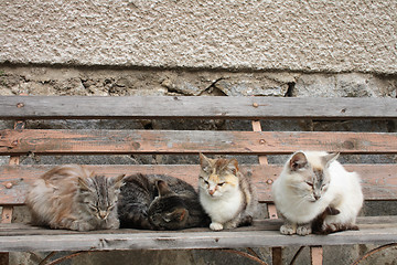 Image showing four cats