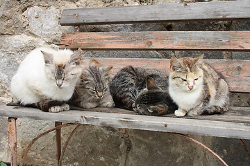 Image showing four cats