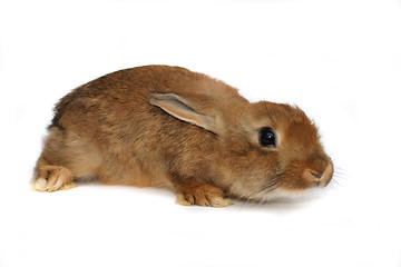 Image showing rabbit