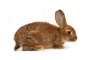 Image showing rabbit