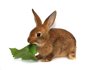 Image showing rabbit