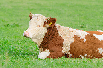 Image showing Young cow of Hereford breed lying on sunny Alpine pasture