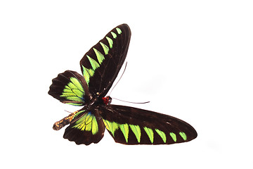 Image showing butterfly