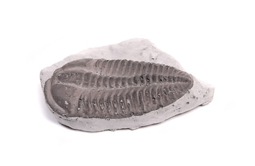 Image showing trilobite