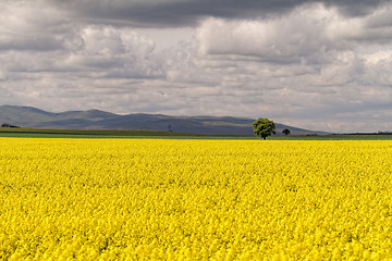 Image showing Colza field