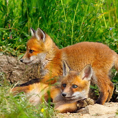 Image showing european wild fox youngster