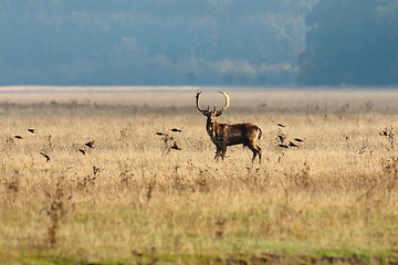 Image showing fallow deer and flying starlings