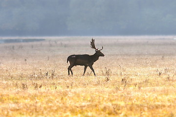 Image showing fallow deer buck on field