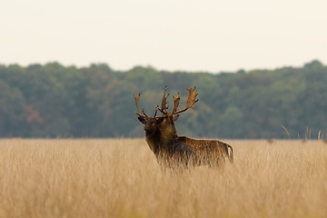 Image showing fallow deer bucks after the fight