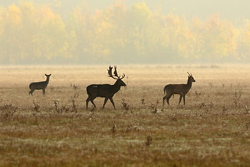 Image showing fallow deer family in morning mist