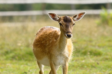 Image showing fallow deer hind coming towards camera