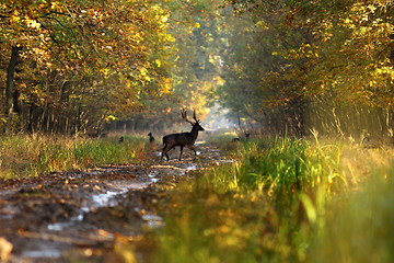 Image showing fallow deer stag in autumn forest