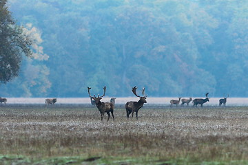 Image showing fallow deer stags at dawn