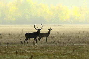 Image showing fallow deers in morning light
