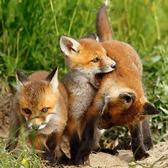 Image showing family of red foxes playing near the burrow