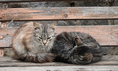 Image showing cats