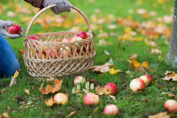 Image showing woman with basket picking apples at autumn garden