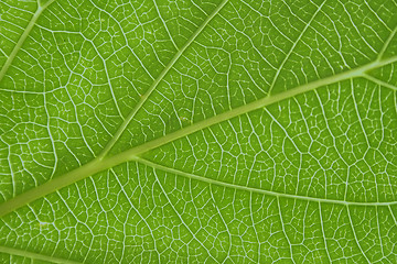 Image showing leaf texture