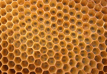 Image showing honey texture