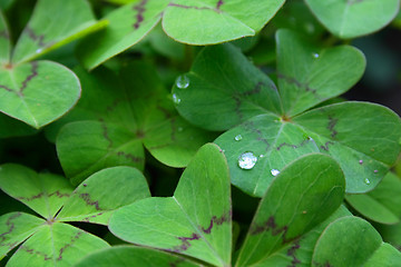 Image showing leaves