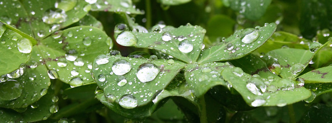 Image showing water drops