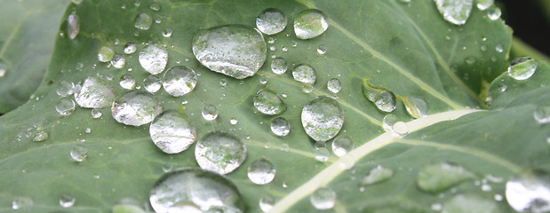 Image showing leaf bacgkround