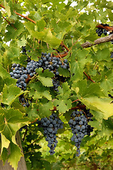 Image showing Blue grapes in a wine yard in Canada.