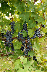 Image showing Ripe grapes in a wine yard in Canada.