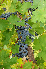 Image showing Closeup of blue grapes in a wine yard in Canada.