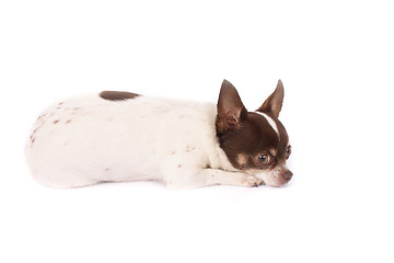 Image showing chihuahua