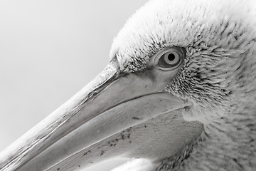 Image showing Pelican big bird head macro