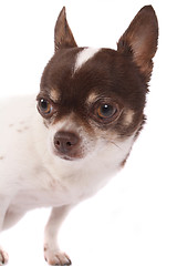 Image showing chihuahua