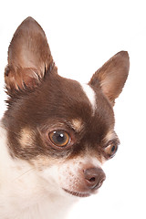 Image showing chihuahua