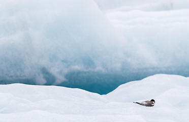 Image showing Birdlife in Jokulsarlon, a large glacial lake in Iceland