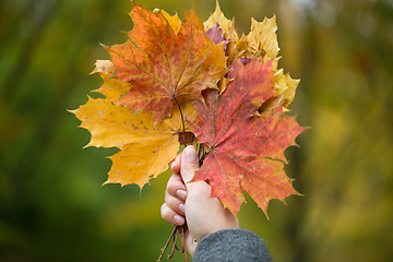 Image showing close up of woman hands with autumn maple leaves