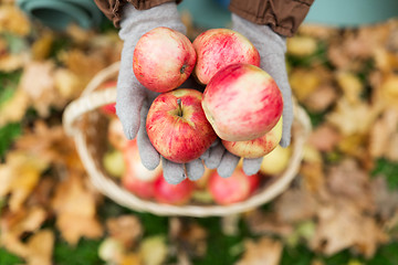 Image showing woman with basket of apples at autumn garden