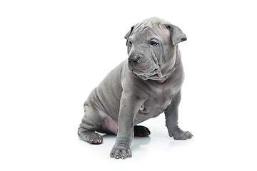 Image showing Thai ridgeback puppy isolated on white