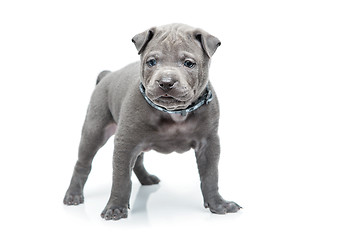 Image showing Thai ridgeback puppy isolated on white